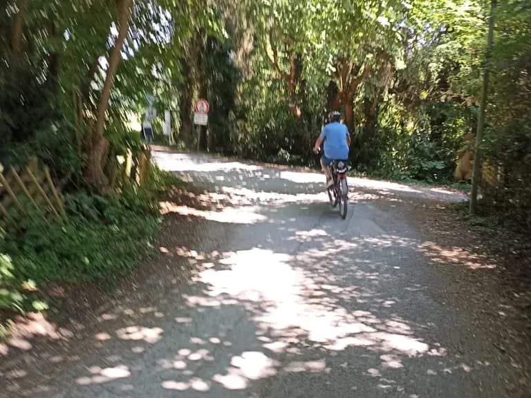Mallorca cycling holiday with luggage transfer: shaded lane between Algaida and Moscari