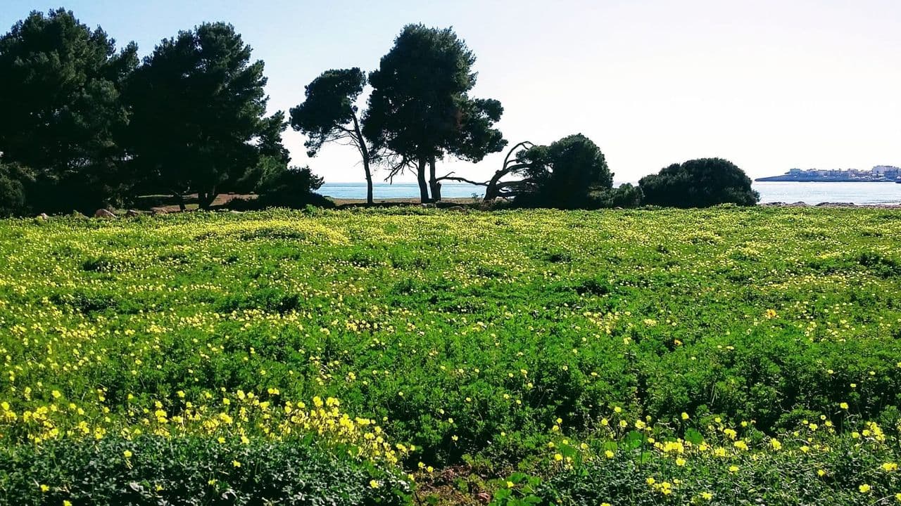 Grüne Wiese und Pinien am Meer bei Canyamel, Richtung Cala Rajada